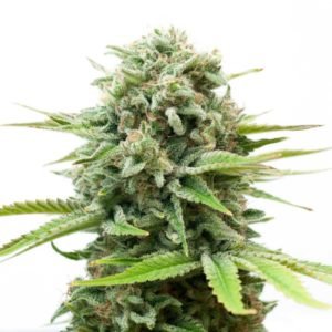 White Widow Seeds
