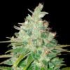 Afghan kush Seeds