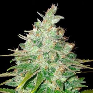 Afghan kush Seeds