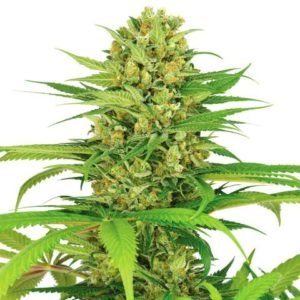 Bubblegum Kush Seeds