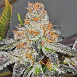 Girl Scout Cookies Seeds