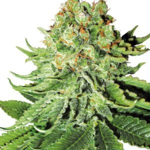 Northern Lights Seeds