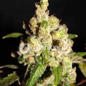 Strawberry Kush Seeds