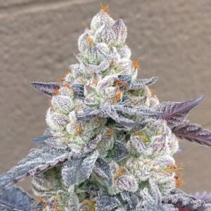 Buy Nerd Strain Online